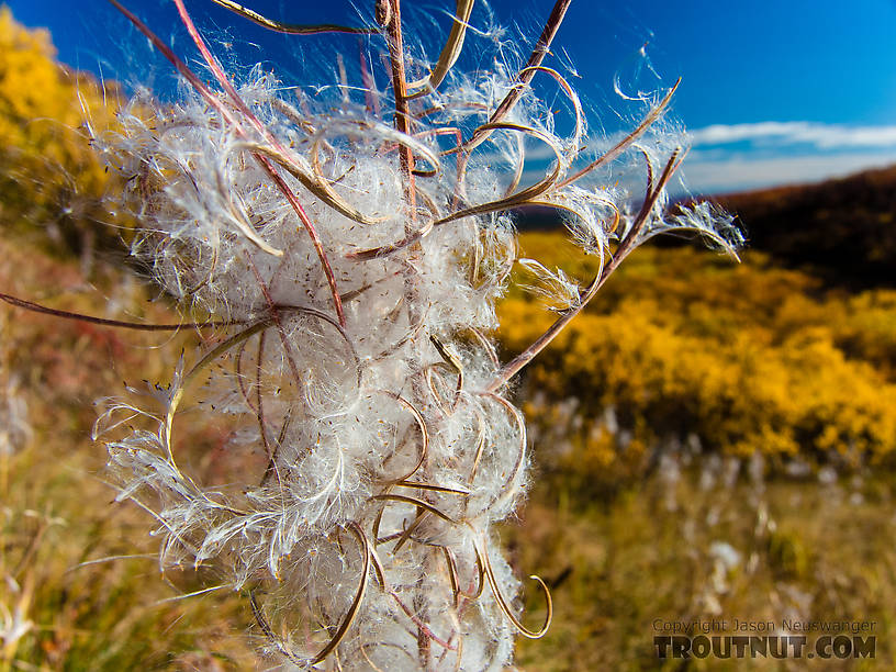 Fireweed. This is what Alaska's iconic purple flowers look like once they've gone to seed From Clearwater Mountains in Alaska.