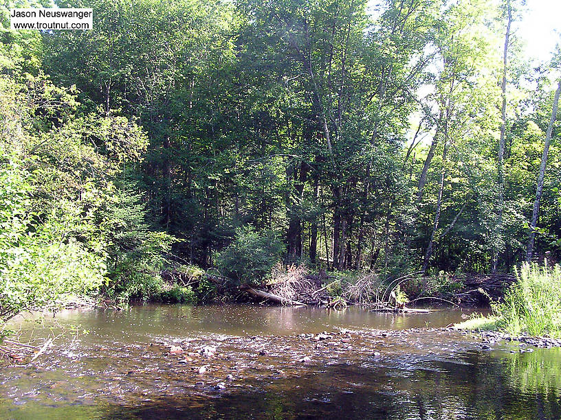 A riffle in a small stream feeds into a deep pool that holds several large brookies. From Devil's Creek (Rusk County) in Wisconsin.