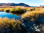 Beaver dam and beaver lodge overgrown with willows From the Maclaren River Trail in Alaska.