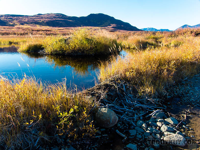 Beaver dam and beaver lodge overgrown with willows From the Maclaren River Trail in Alaska.