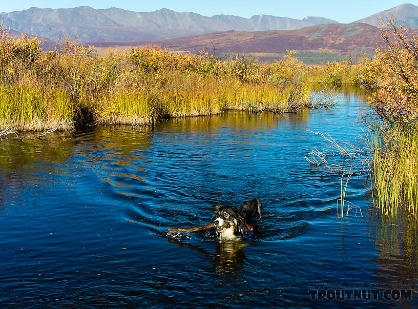 Taiga fetching From the Maclaren River Trail in Alaska.