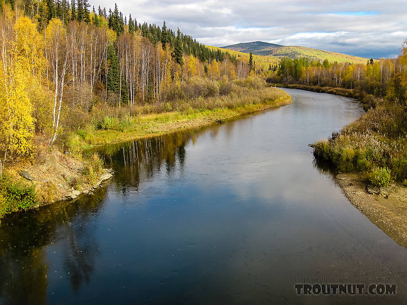 View upstream from Elliott  Highway bridge From the Chatanika River in Alaska.