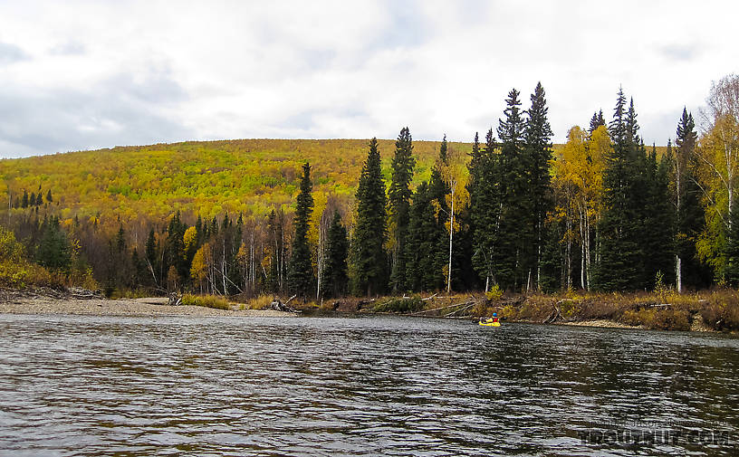 Floating From the Chatanika River in Alaska.