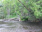 This is one of the best-looking spots for a big trout that I've ever seen; all the river's current pushes food into one deep, narrow lane full of overhead cover and obstructions for fish to hold behind. I've not caught anything in the few times I've fished it, but I suspect that's my fault, not the river's. From the Namekagon River in Wisconsin.