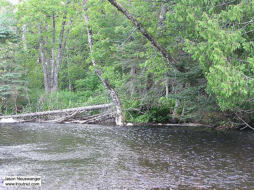 This is one of the best-looking spots for a big trout that I've ever seen; all the river's current pushes food into one deep, narrow lane full of overhead cover and obstructions for fish to hold behind. I've not caught anything in the few times I've fished it, but I suspect that's my fault, not the river's. From the Namekagon River in Wisconsin.