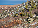 Very camouflaged From Murphy Dome in Alaska.