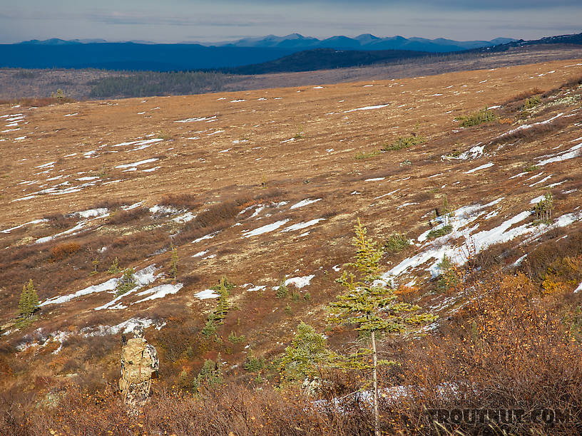 Stalking a ptarmigan From Murphy Dome in Alaska.