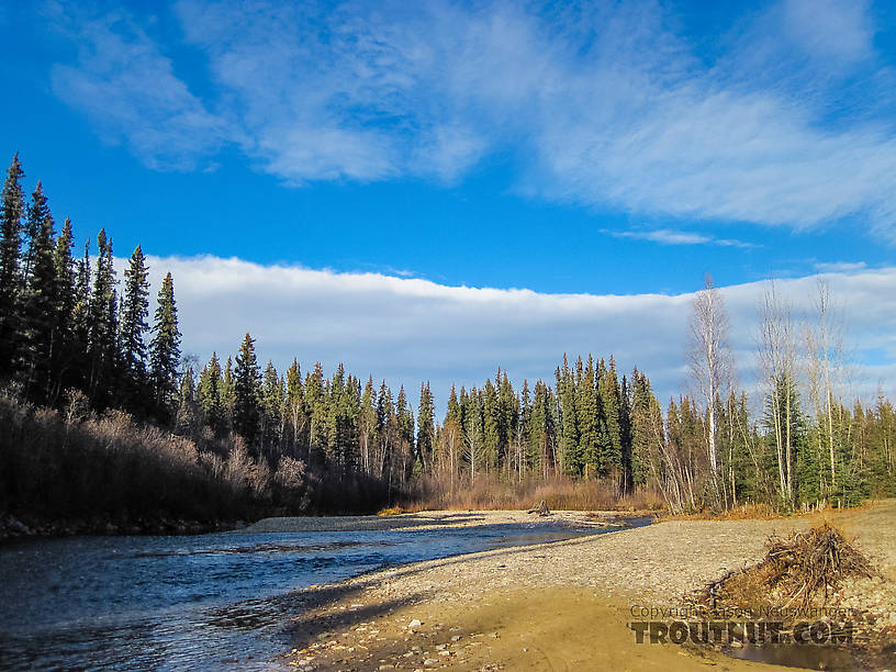  From the Chena River in Alaska.