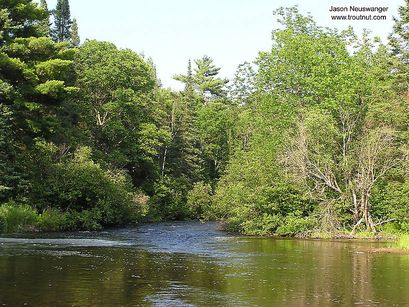 Brad Bohen and I were scouting on this canoe trip, so we didn't stop to fish this appealing remote hole. I suspect it holds monsters--it's certainly fine water, far from where others usually fish. From the Namekagon River in Wisconsin.