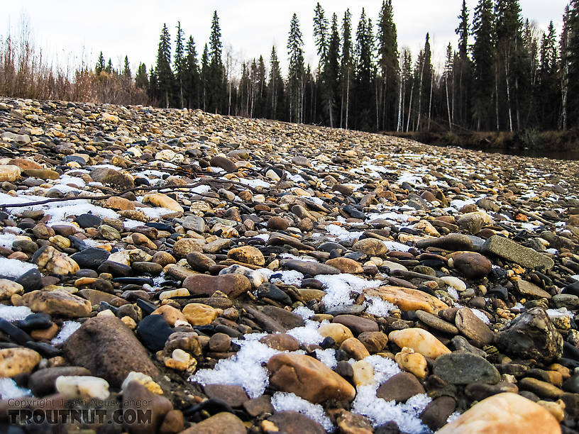 Snowy gravel bar From the Chena River in Alaska.