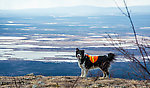 Taiga and the Minto Flats From Murphy Dome in Alaska.