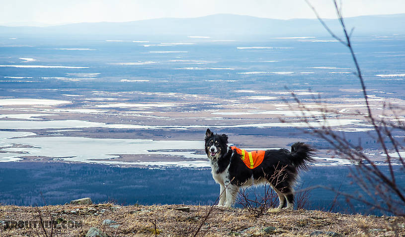 Taiga and the Minto Flats From Murphy Dome in Alaska.