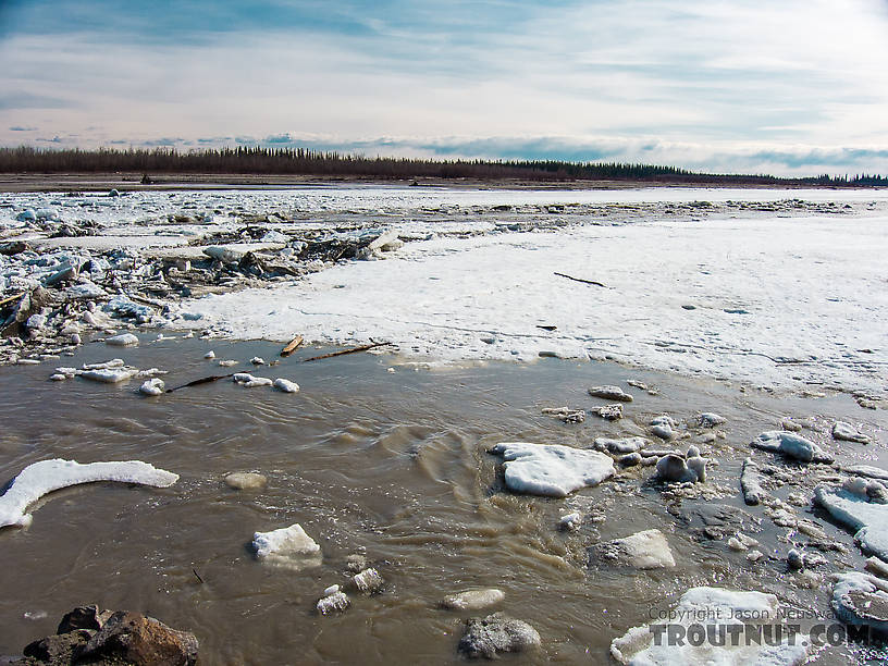 Break-up on the Tanana From the Tanana River in Alaska.