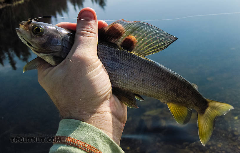 First fish of 2014 From Badger Slough in Alaska.