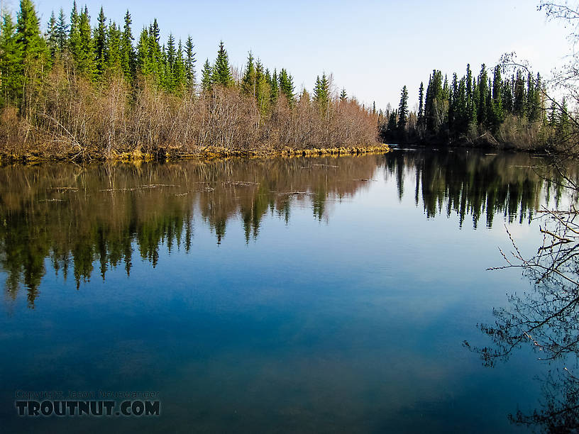  From Badger Slough in Alaska.