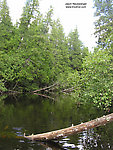 This beautiful habitat held some big risers that were too wary for me on one late July morning. From the Bois Brule River in Wisconsin.