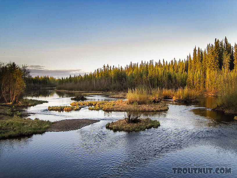  From Piledriver Slough in Alaska.