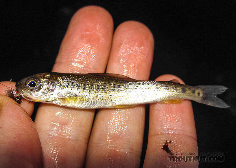 Three-inch grayling. Hundreds of fish were rising all around me to an intense midge emergence. Unfortunately, this was one of the biggest ones. From Piledriver Slough in Alaska.