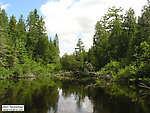 All along this fertile river, cedar sweepers like these shelter small brookies, browns, and rainbows. From the Bois Brule River in Wisconsin.