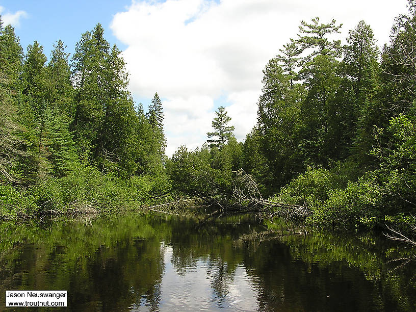 All along this fertile river, cedar sweepers like these shelter small brookies, browns, and rainbows. From the Bois Brule River in Wisconsin.