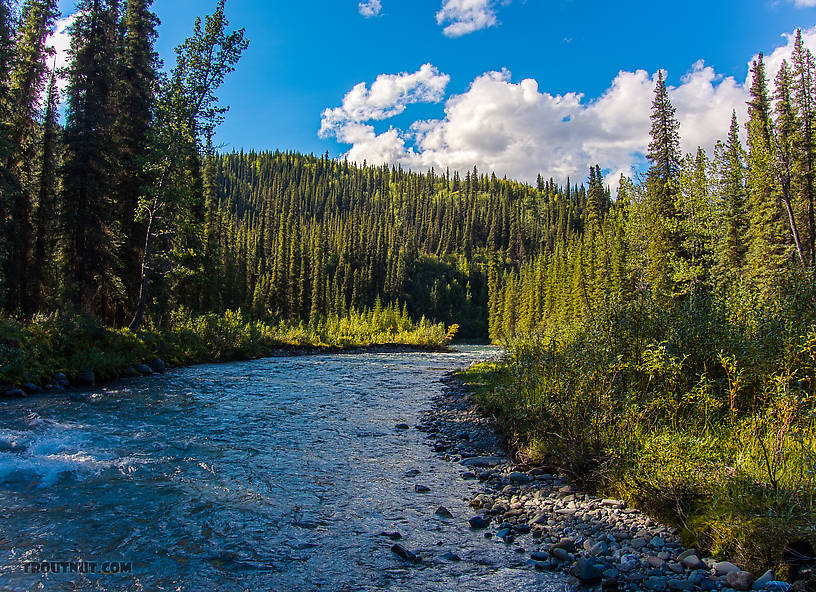  From Riley Creek in Alaska.