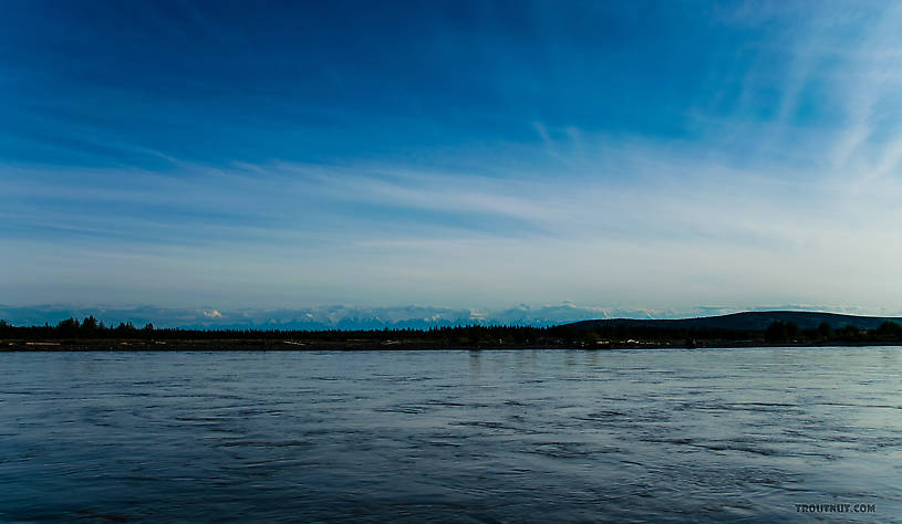  From the Tanana River in Alaska.