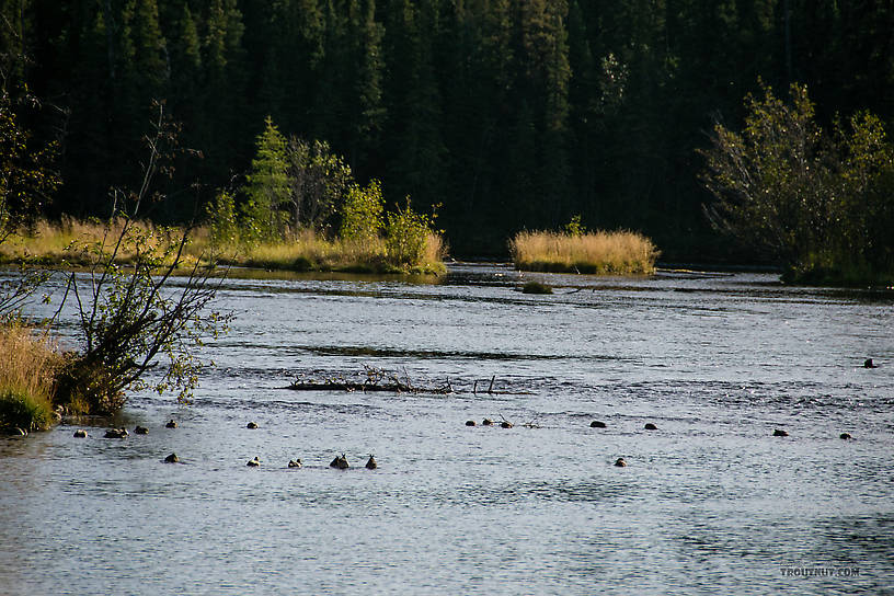  From Mystery Creek # 186 in Alaska.