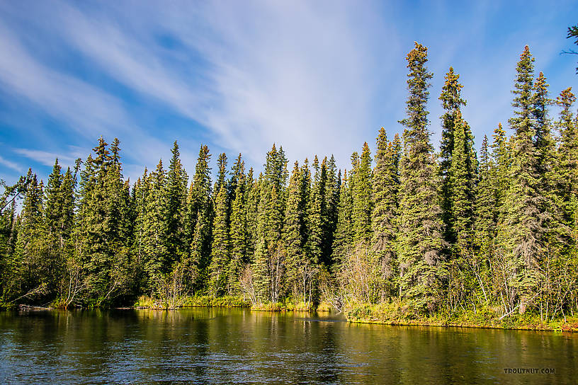  From Mystery Creek # 186 in Alaska.