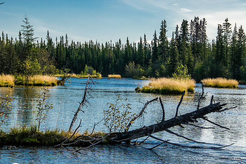  From Mystery Creek # 186 in Alaska.