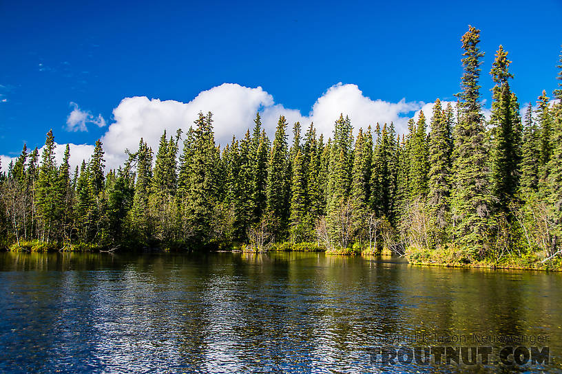  From Mystery Creek # 186 in Alaska.