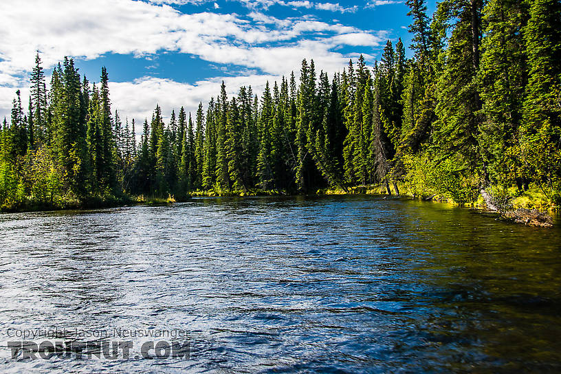  From Mystery Creek # 186 in Alaska.