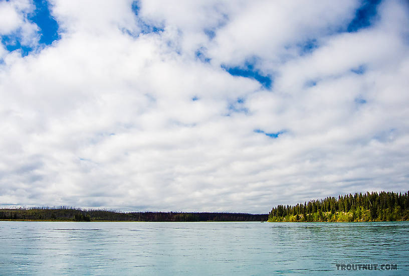  From the Kenai River in Alaska.