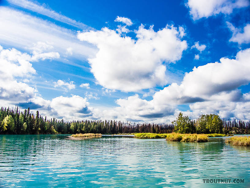 Slow backwater From the Kenai River in Alaska.