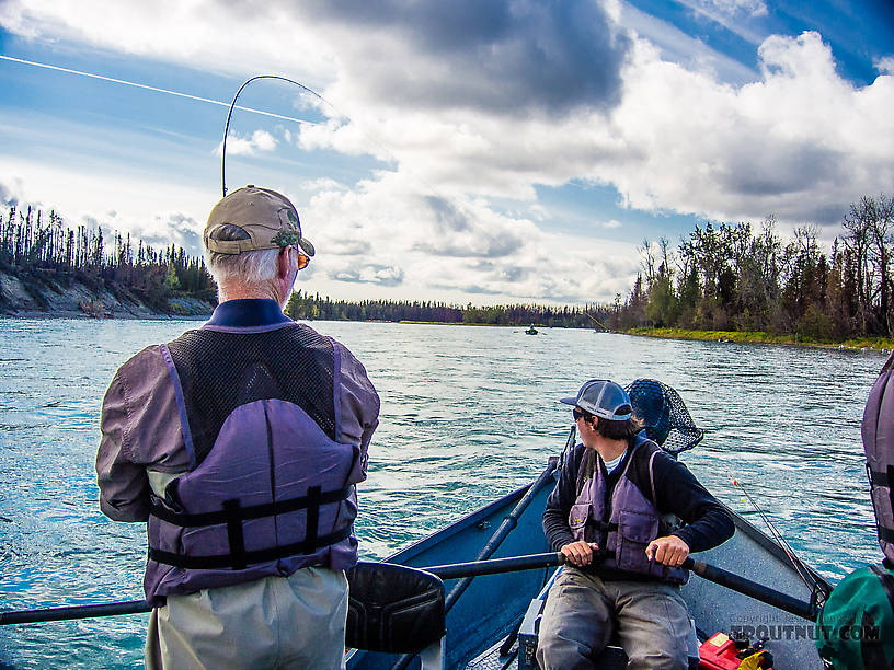  From the Kenai River in Alaska.