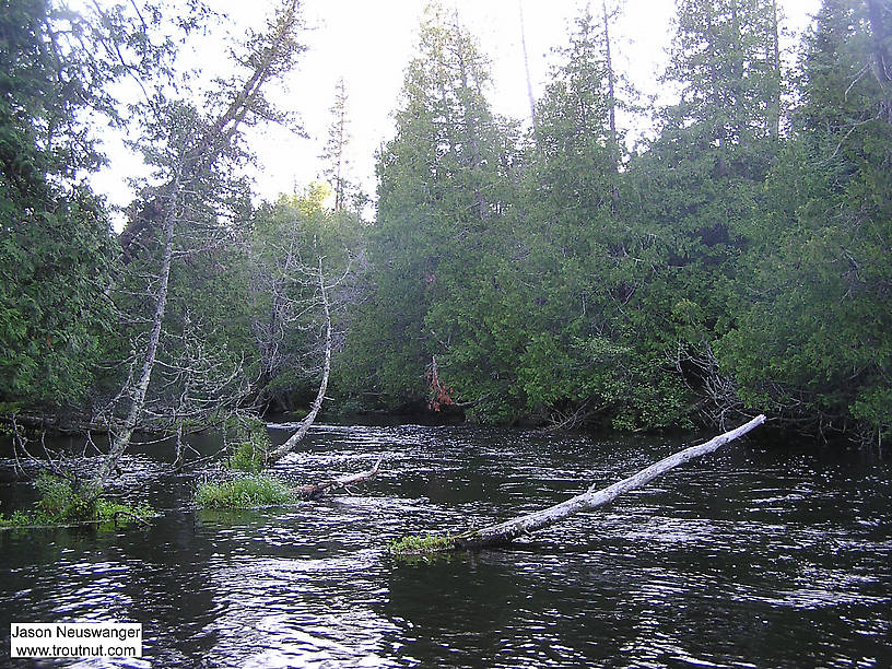  From the Bois Brule River in Wisconsin.