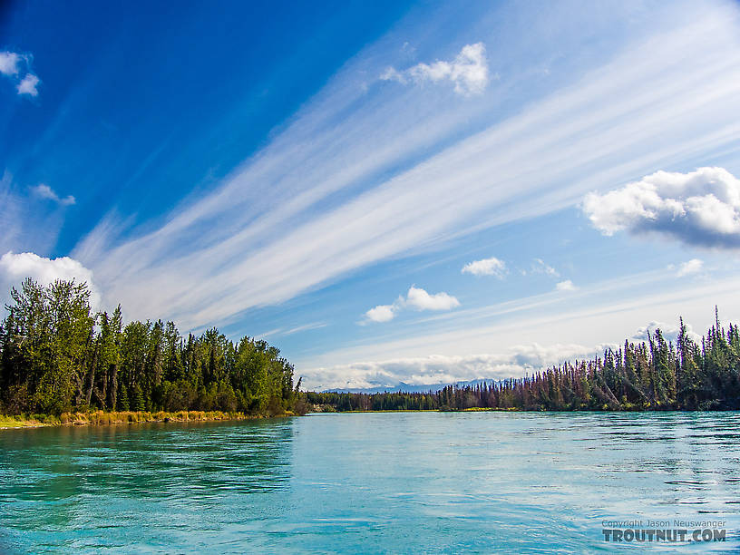  From the Kenai River in Alaska.