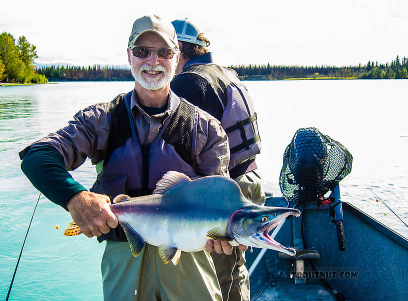  From the Kenai River in Alaska.