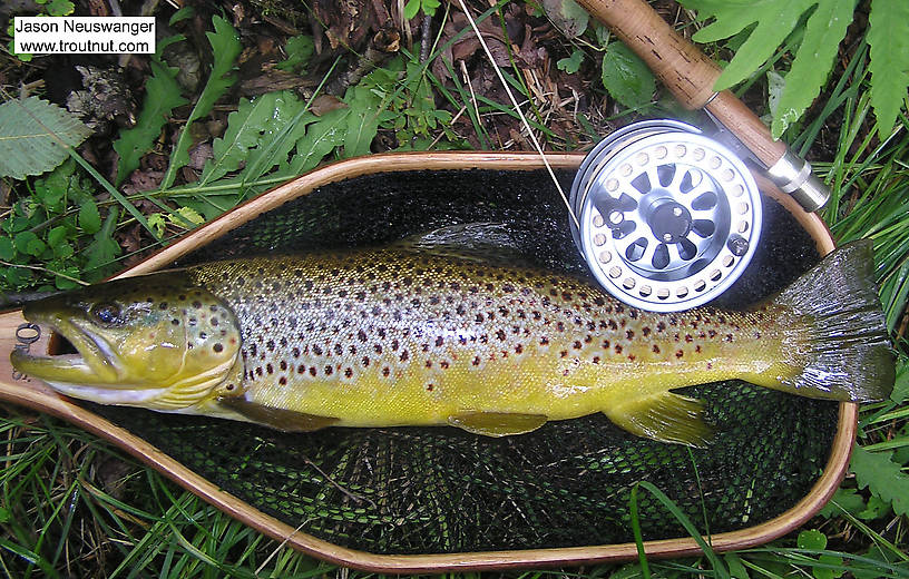 This 18 inch brown took a dry fly during early July Isonychia action. From the Namekagon River in Wisconsin.