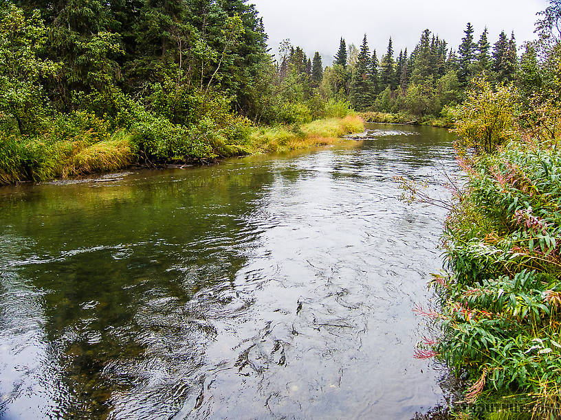 Quartz Creek near Cooper Landing From Quartz Creek in Alaska.