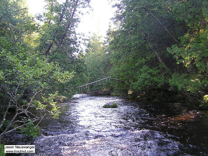  From the Bois Brule River in Wisconsin.