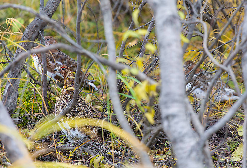 Willow ptarmigan From Denali National Park in Alaska.