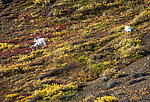 Big Dall rams From Denali National Park in Alaska.