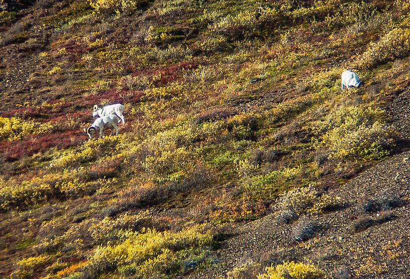 Big Dall rams From Denali National Park in Alaska.