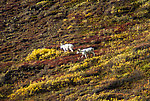 Big Dall rams From Denali National Park in Alaska.