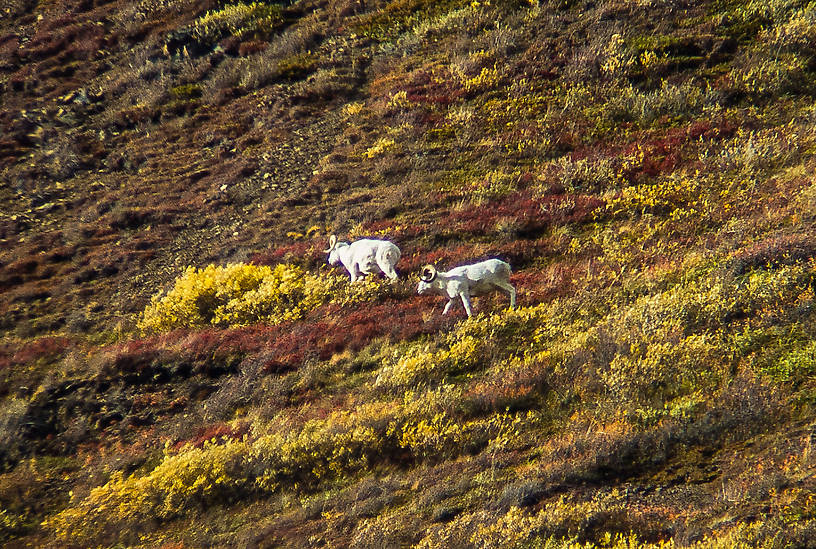 Big Dall rams From Denali National Park in Alaska.