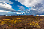  From Denali National Park in Alaska.