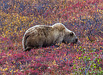  From Denali National Park in Alaska.