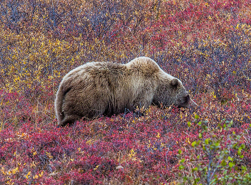  From Denali National Park in Alaska.