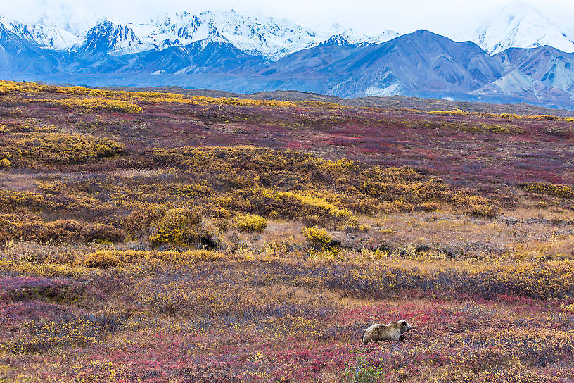  From Denali National Park in Alaska.