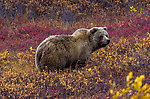  From Denali National Park in Alaska.